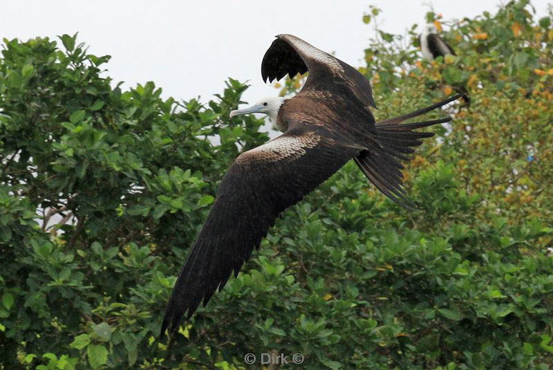 belize lighthouse reef frigatebird