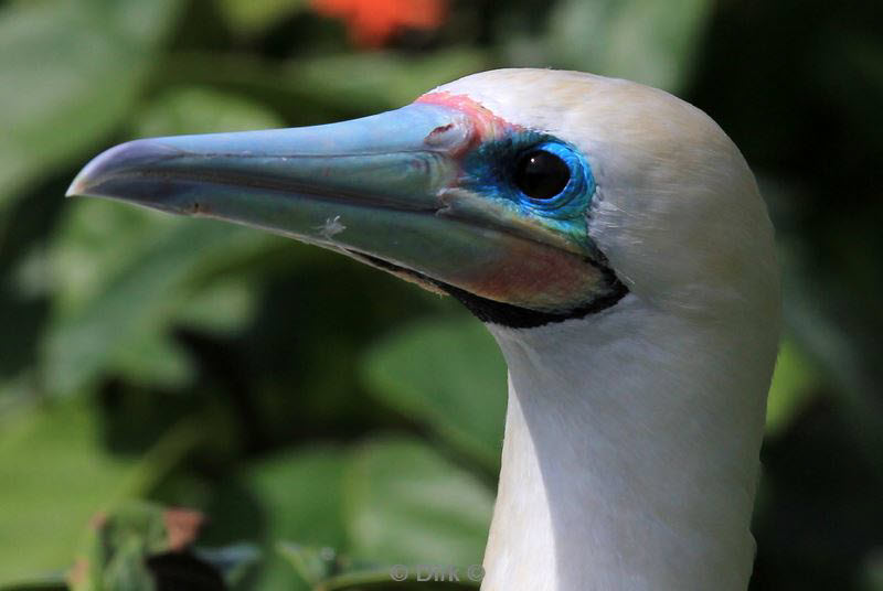 belize lighthouse reef red footed booby