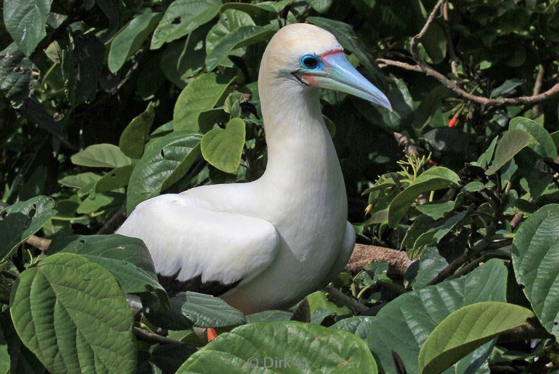 belize lighthouse reef red footed booby