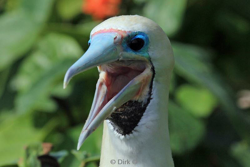 belize lighthouse reef red footed booby