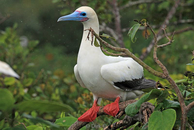 belize lighthouse reef red footed booby