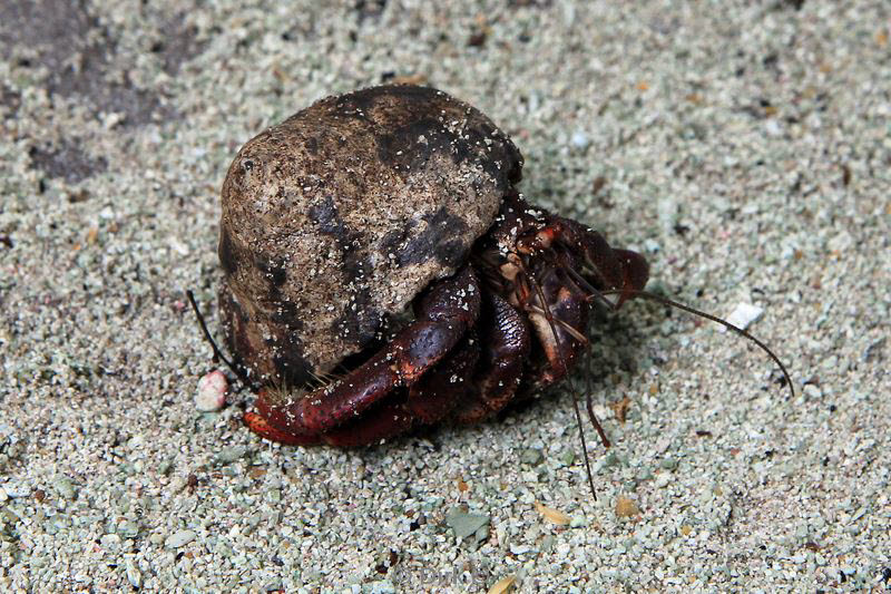 belize lighthouse reef crab