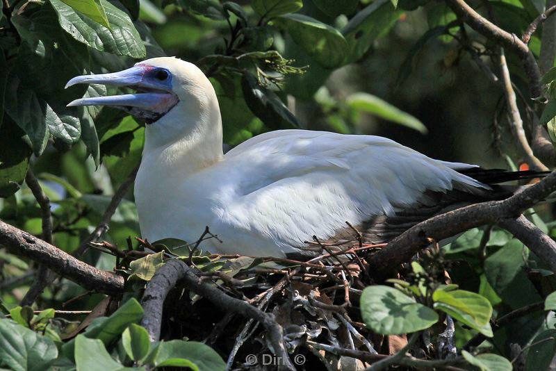 belize lighthouse reef red footed booby