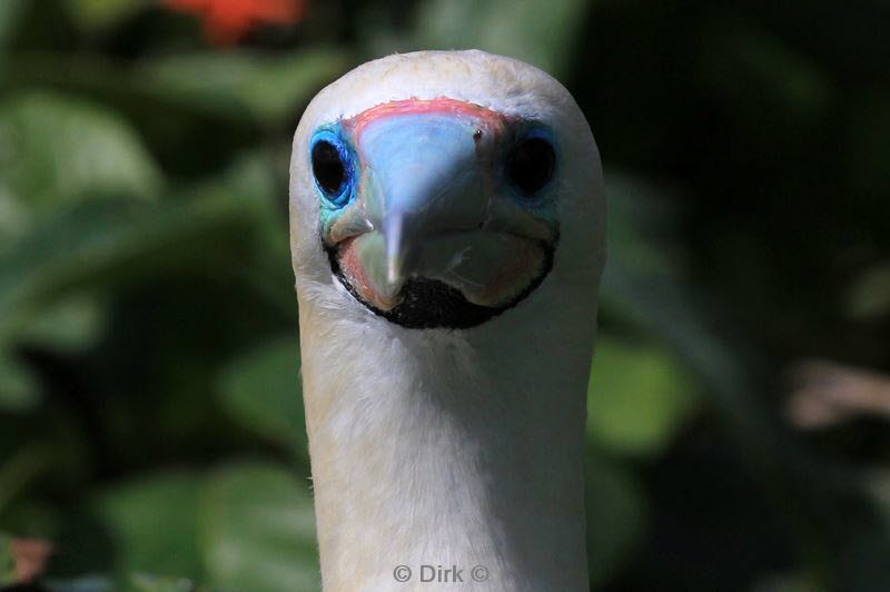 belize lighthouse reef red footed booby