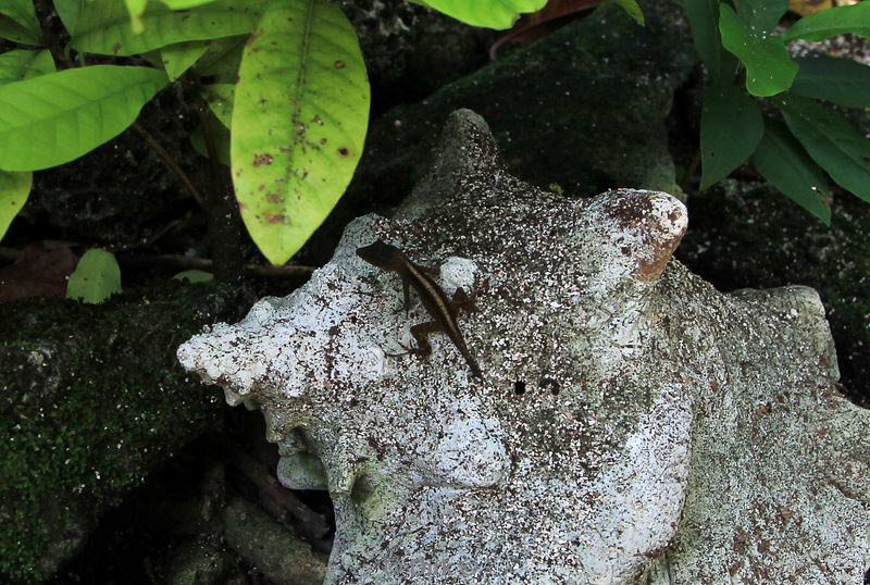 belize lighthouse reef gekko