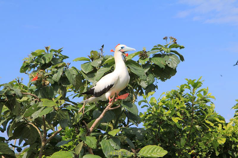 belize lighthouse reef red footed booby