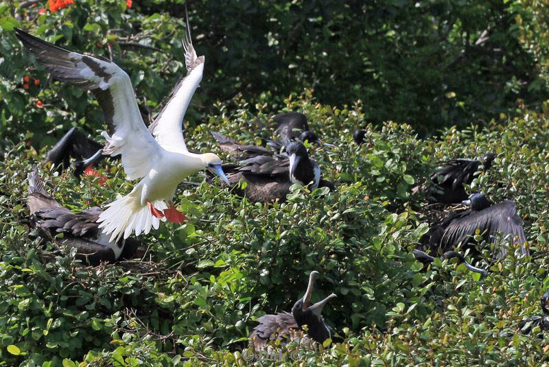 belize lighthouse reef red footed booby