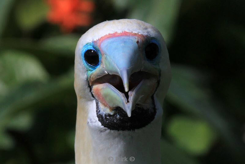 belize lighthouse reef red footed booby