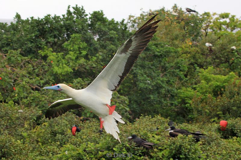 belize lighthouse reef red footed booby