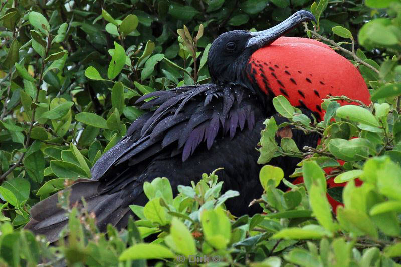 belize lighthouse reef frigatebird