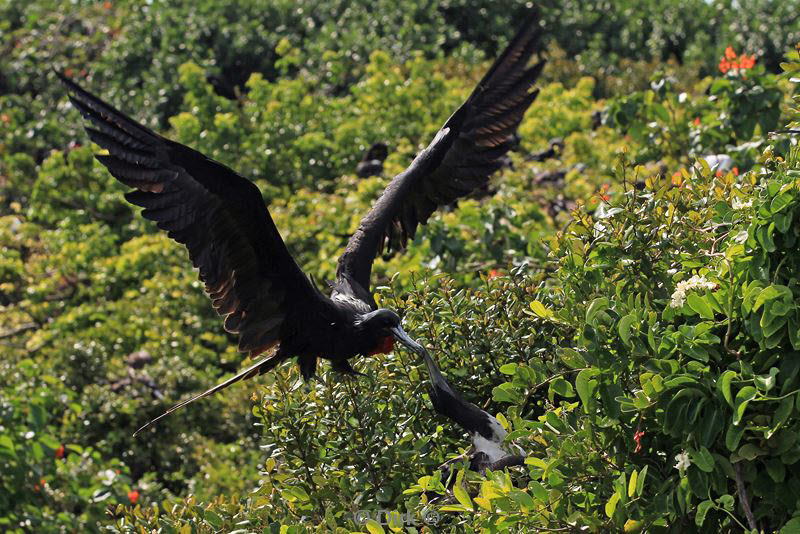 belize lighthouse reef frigatebird