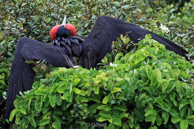 belize lighthouse reef frigatebird