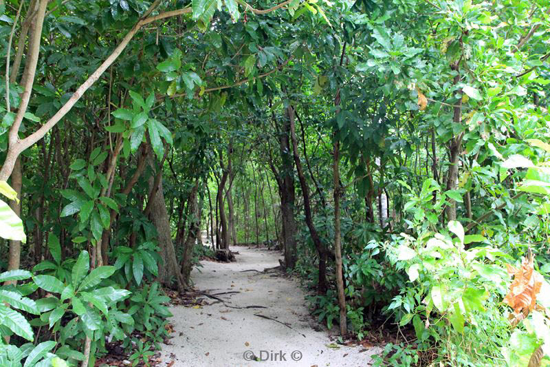 belize lighthouse reef jungle pad