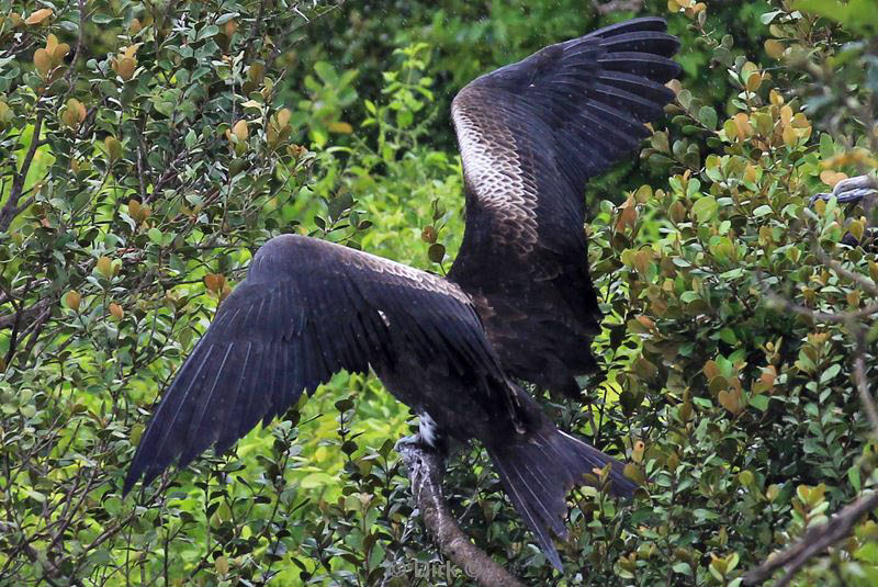 belize lighthouse reef frigatebird