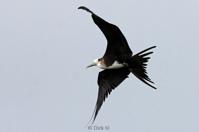 belize lighthouse reef fbird