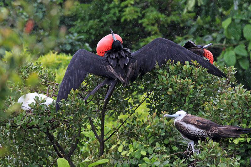 belize lighthouse reef frigatebird