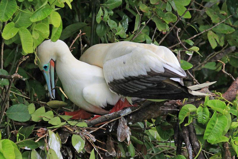 belize lighthouse reef red footed booby