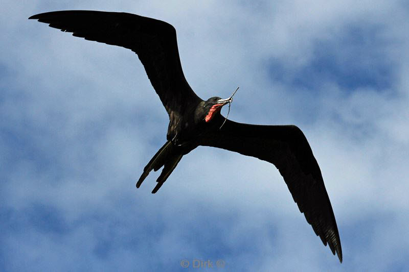 belize lighthouse reef frigatebird