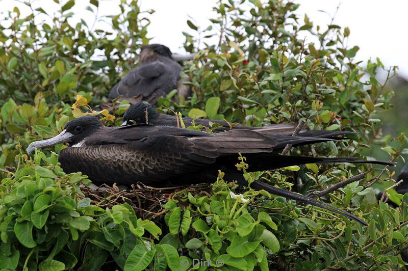 belize lighthouse reef frigatebird