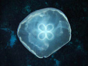  jellyfish
