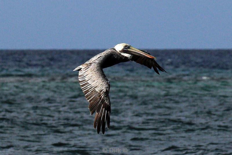 belize long caye lighthouse reef caribbean sea