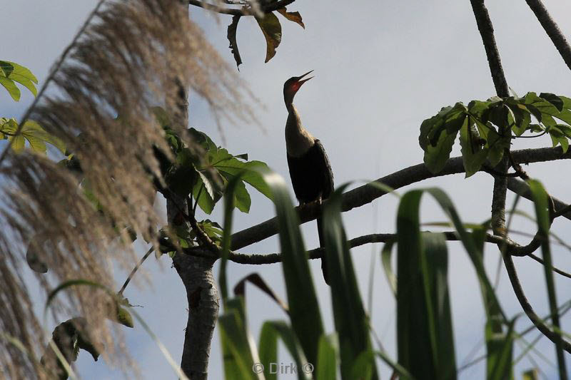 belize placentcia monkey river