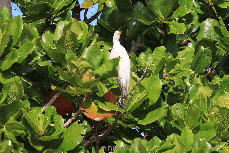 belize placentcia monkey river