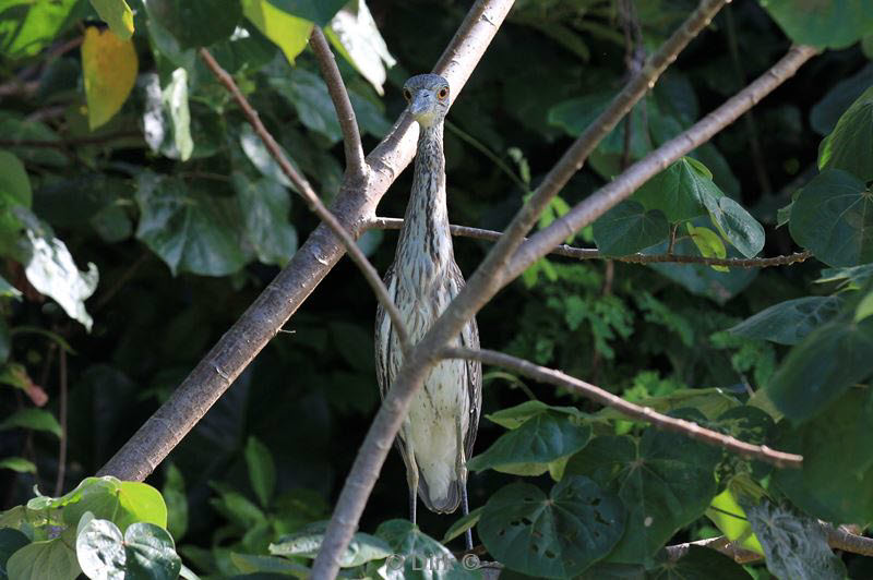 belize placentcia monkey river