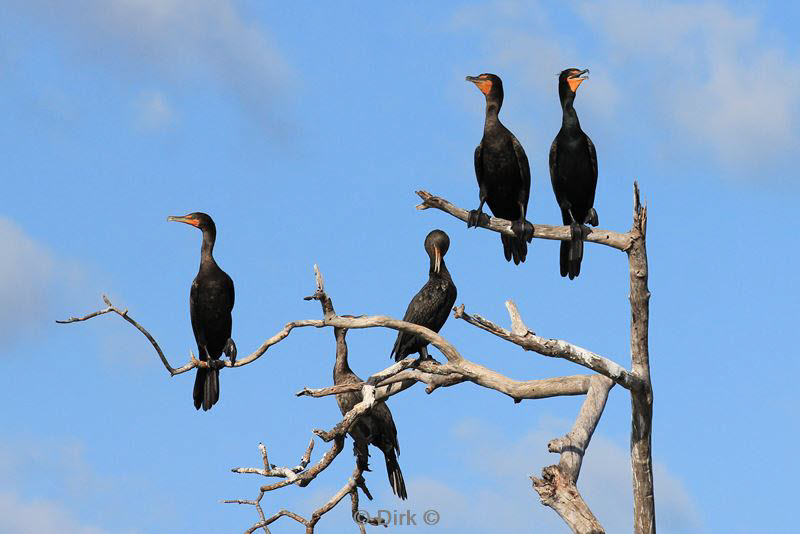 belize placentcia monkey river