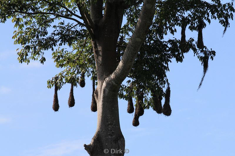 belize placentcia monkey river