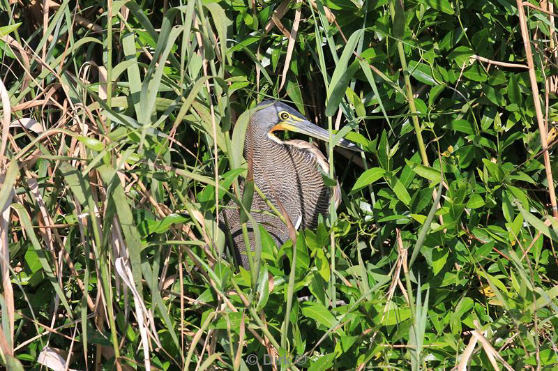 belize placentcia monkey river