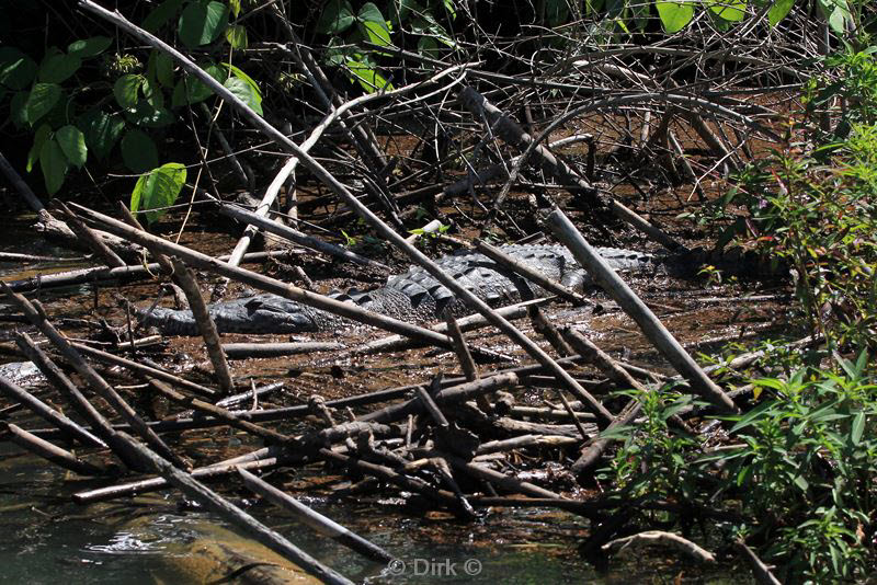 belize placentcia monkey river