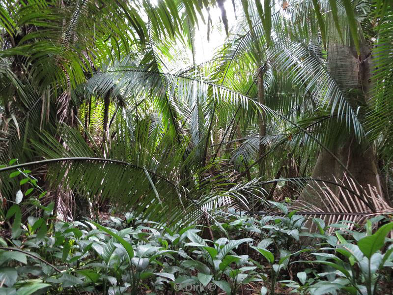 belize placentcia monkey river