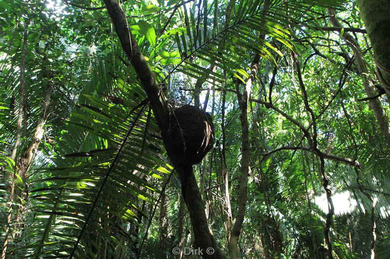 belize placentcia monkey river