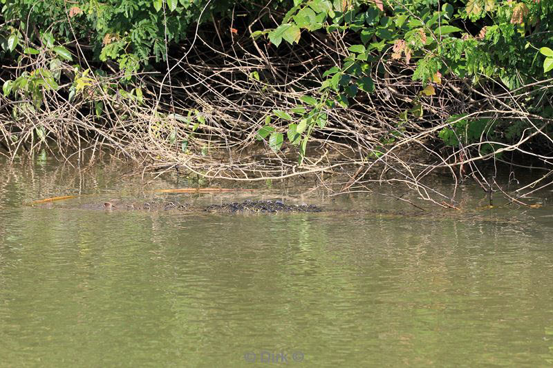 belize placentcia monkey river