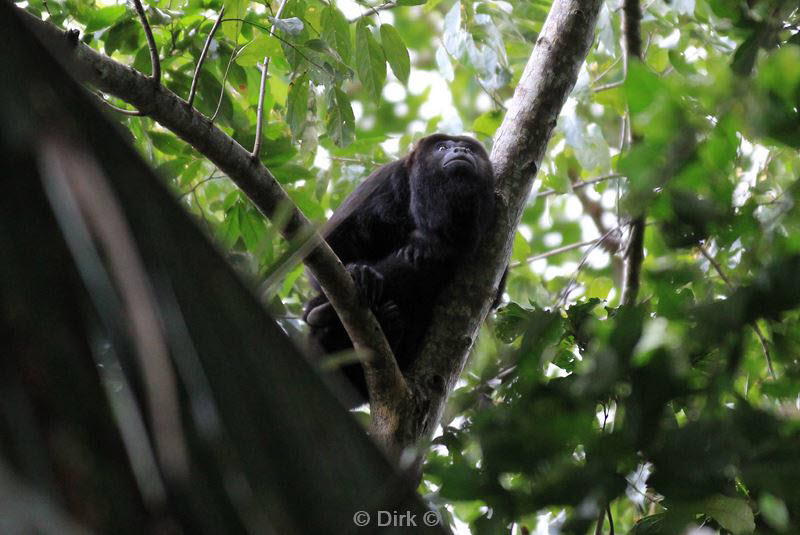 belize placentcia monkey river