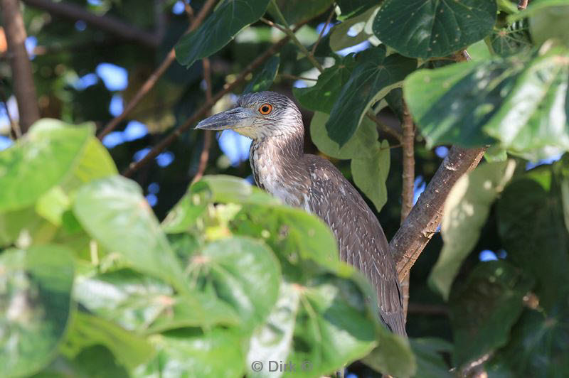 belize placentcia monkey river