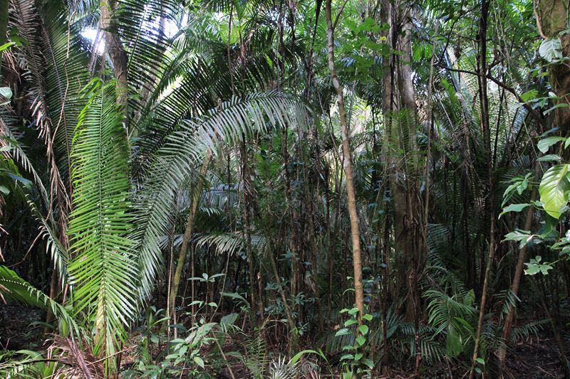 belize placentcia monkey river