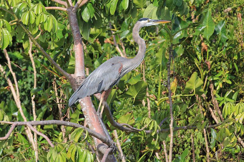 belize placentcia monkey river