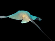 stringray