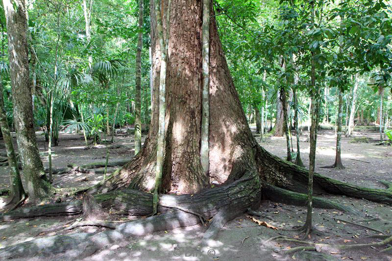 tikal guatemala flores