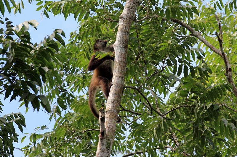 tikal guatemala flores