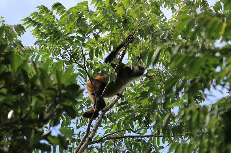 tikal guatemala flores