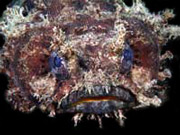 toadfish