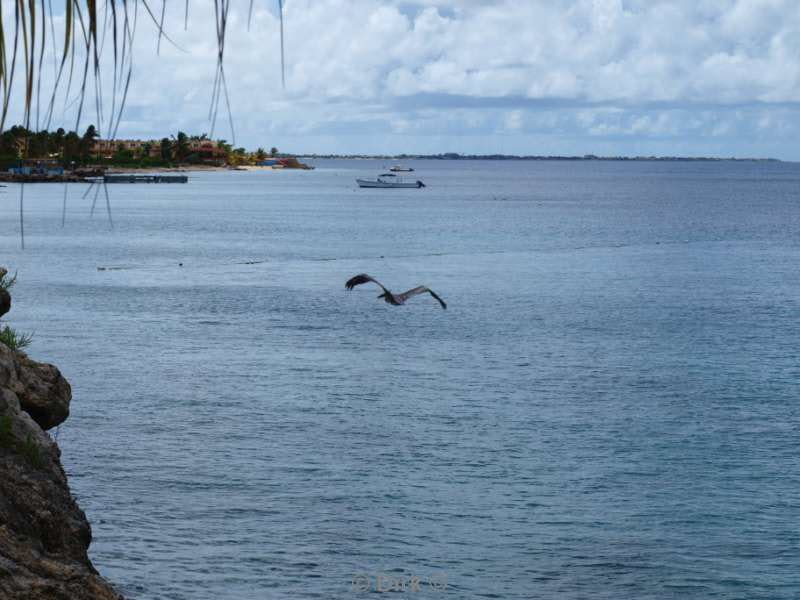 hotel buddy dive in bonaire