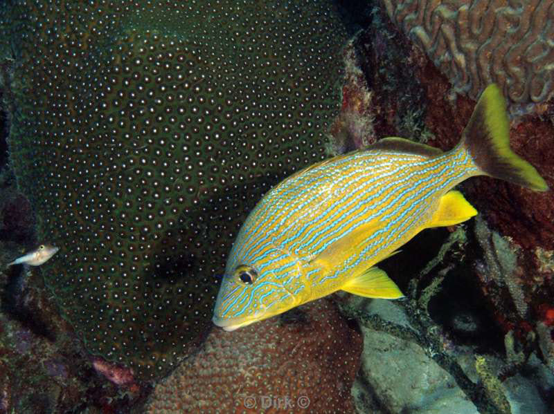 scuba diving bonaire