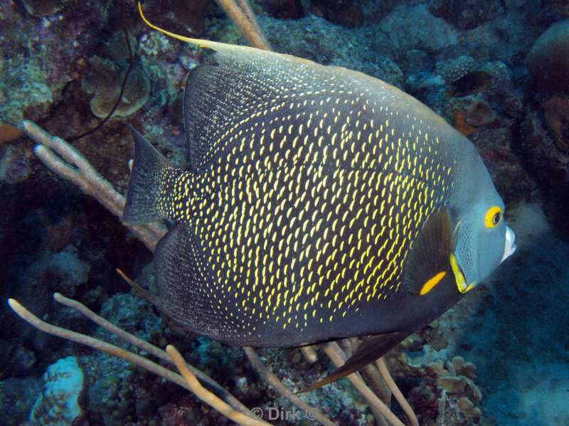 scuba diving bonaire