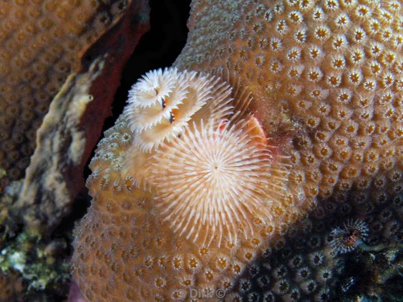 scuba diving bonaire