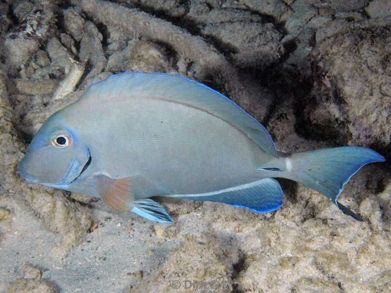 scuba diving bonaire