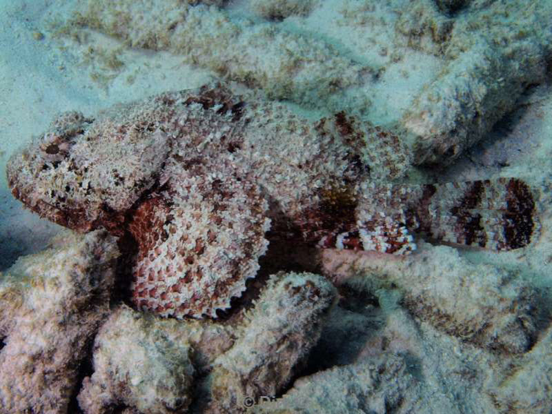 scuba diving bonaire